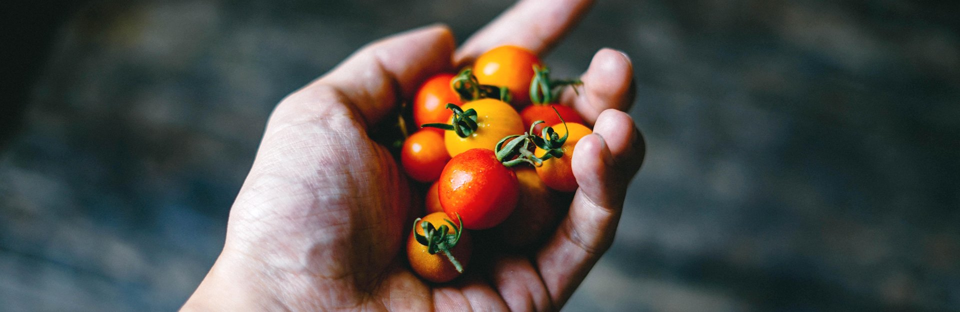 a hand holding cherry tomatoes