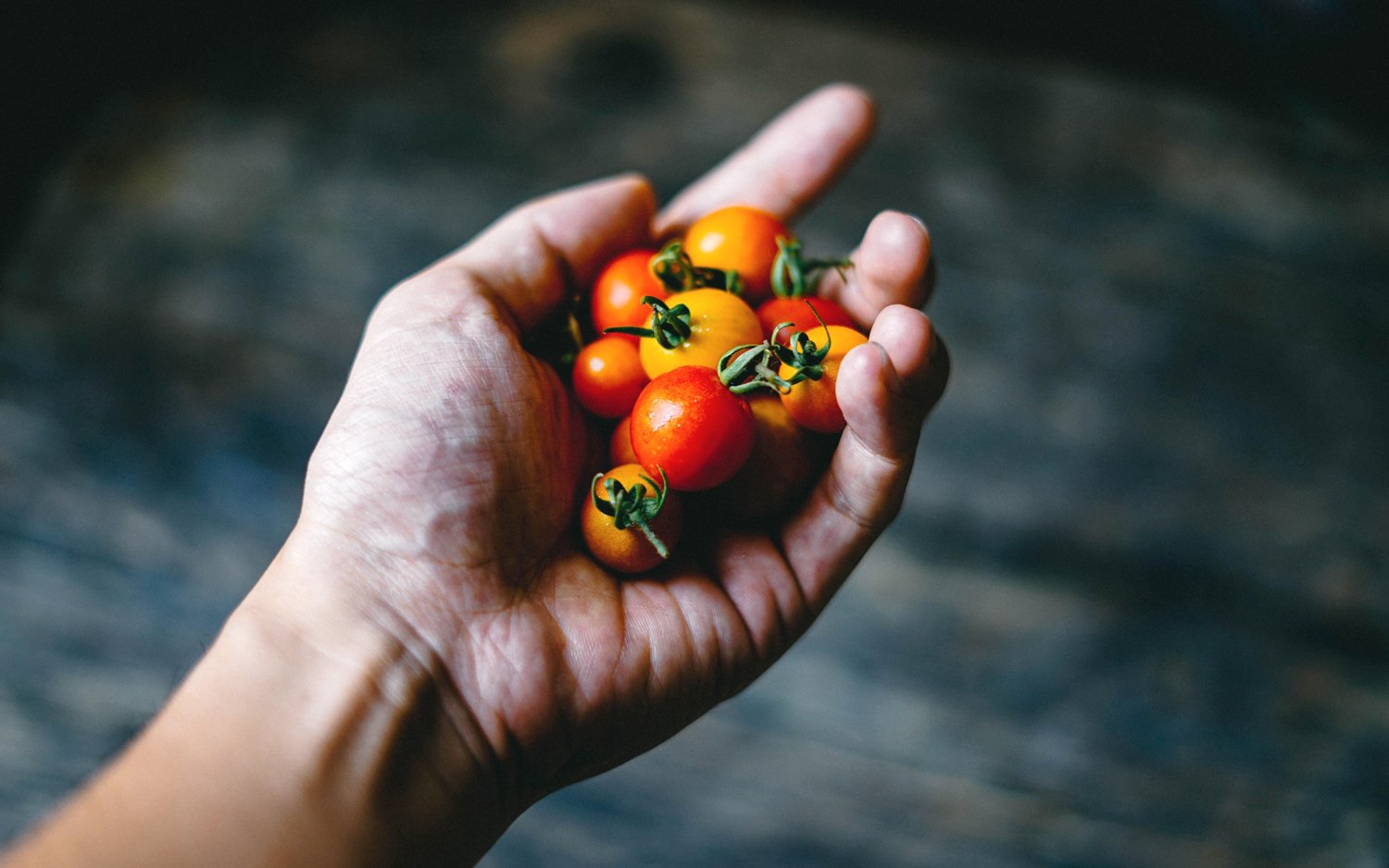 a hand holding cherry tomatoes